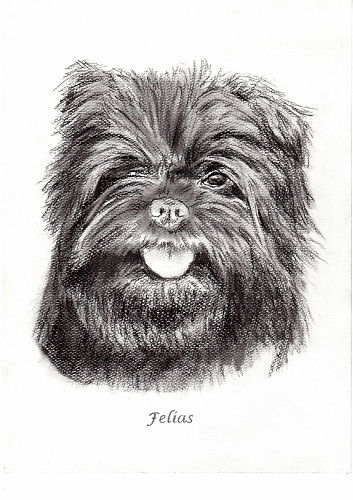 Affenpinscher Felias