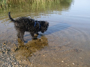 keine Scheu vor Wasser